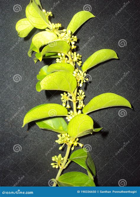 Gymnema Sylvestre In Bag Stock Photography | CartoonDealer.com #121965824