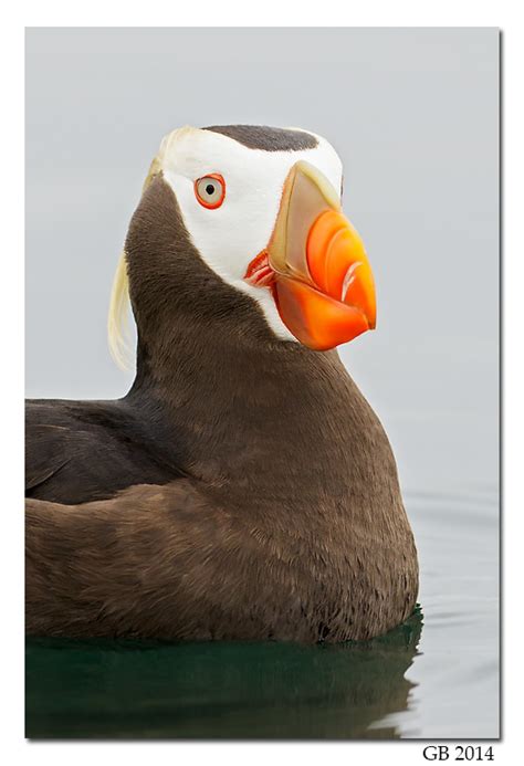 TUFTED PUFFIN