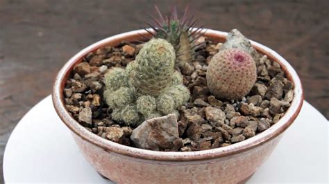 Cactus And Succulents Arrangement In A Handmade Container Youtube