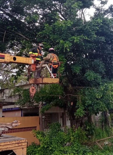 Atiende Protección Civil de Ciudad Madero Reportes de Árboles en