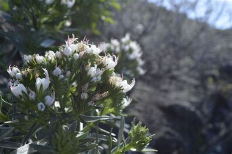 Wandern auf La Palma unterwegs auf der grünen Insel