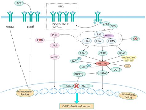 Frontiers The Evolution Of Braf Activation In Non Small Cell Lung Cancer