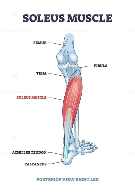 Soleus Muscle Diagram