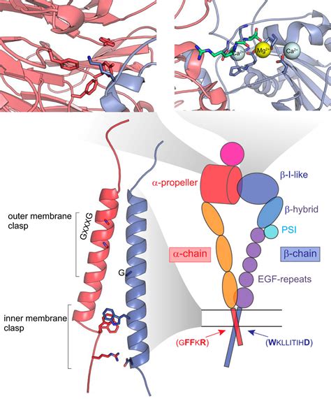 Cell Adhesion By Integrins Physiological Reviews