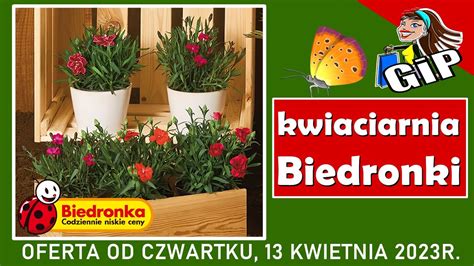 BIEDRONKA Oferta Od Czwartku 13 04 2023 Kwiaciarnia Biedronki