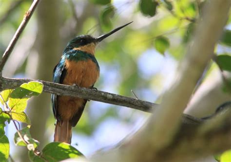 Foto Ariramba De Cauda Ruiva Galbula Ruficauda Por Eduardo Fonseca