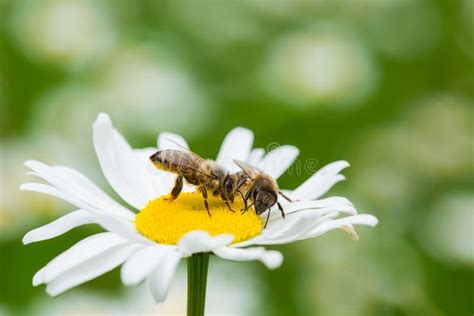 Abejas Que Chupan El Néctar De Una Flor De La Margarita Foto de archivo