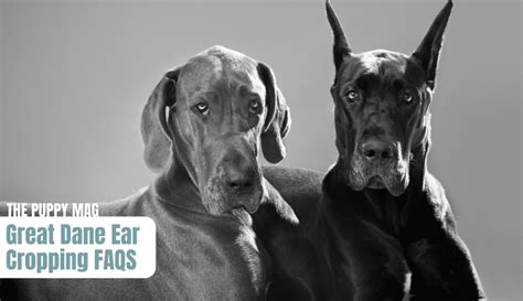 Great Dane Ear Cropping: All Your Questions Answered – The Puppy Mag