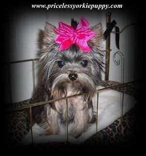 Priceless Yorkie Puppy Yorkie Puppy Teacup Yorkie Puppy Yorkie