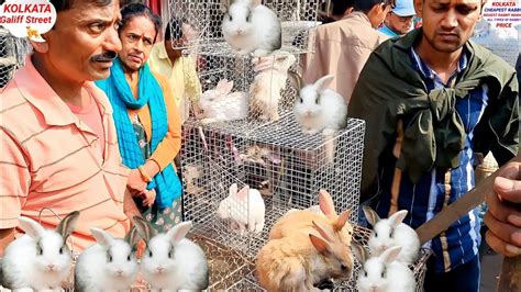 Rabbit Market In Kolkata Gallif Street Rabbit Market Galiff Street