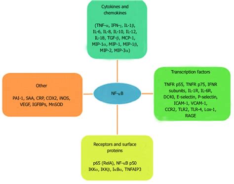 Target Genes Activated By Nf B Tnf Tumor Necrosis Factor Alpha