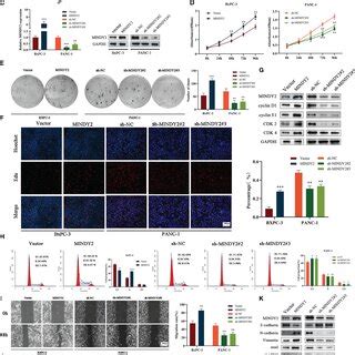 Mindy Promotes Pc Cell Proliferation Invasion And Migration In