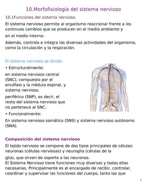 Morfofisiologia Del Sistema Nervioso A Del Sistema Nervioso Del