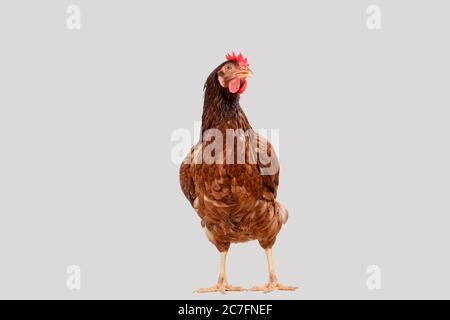 Brown Hen Walking Isolated On White Studio Shot Chicken Stock Photo