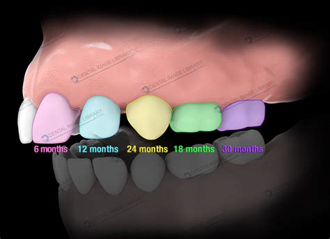 Primary Teeth Development. 91JB00028 | Dental Image Library