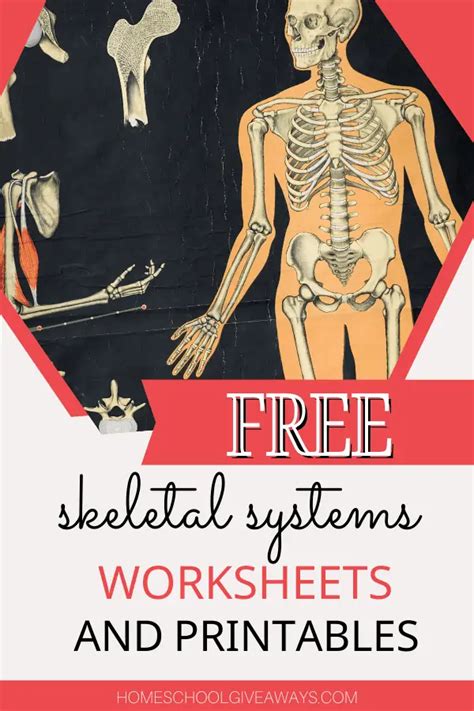 Free Skeletal System Worksheets And Printables Worksheets Library