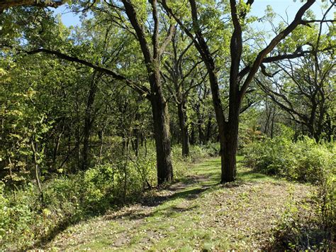 Minnesota Seasons Whitetail Woods Regional Park