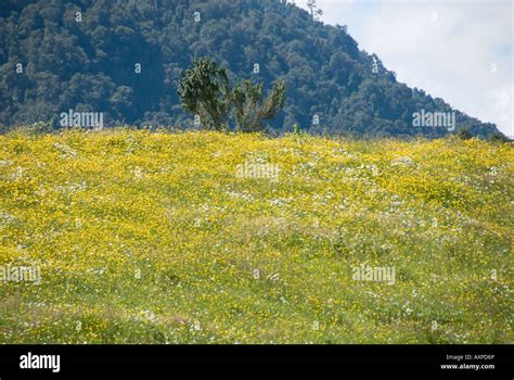 Chile Lake District Stock Photo - Alamy