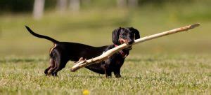 Dachshund Training Tips To Train Your Dachshund The Right Way. Proven ...