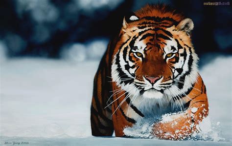 Siberian Tiger Wallpapers - Wallpaper Cave