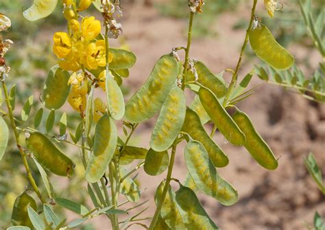 Organic Senna Leaves Cassia Angustifolia Cultivator Natural Products