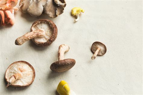 Free Mushroom Varieties Photo — High Res Pictures