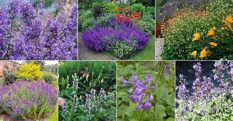 How To Plant And Grow Catmint Nepeta Gardeners Path