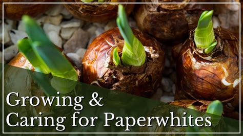 How To Grow Paperwhite Bulbs Holiday Bulbs Growing Paperwhites