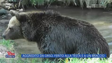 Val Di Sole Un Uomo Stato Aggredito Da Un Orso La Vita In Diretta