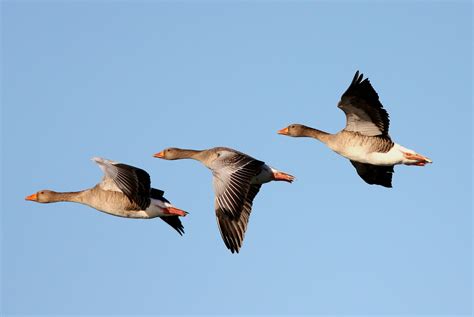 Snow Geese Wallpaper - WallpaperSafari