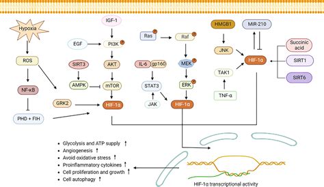 Frontiers Emerging role of hypoxia inducible factor 1α in