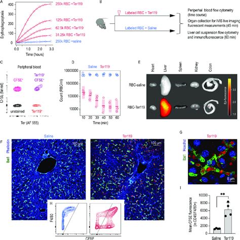 Ter119 Opsonized RBCs Are Phagocytosed By Liver Macrophages A BMDMs