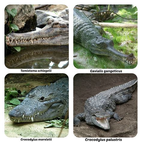 Reptile World, CROCODILIAN SPECIES LIST