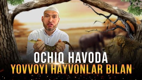 Ochiq Havoda Yovvoyi Hayvonlar Bilan Youtube