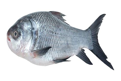 Katla Fish (7-8Kg) - Bangla Supermarket