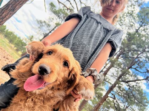 Experience Luxury Dog Boarding at Pinnacle K9