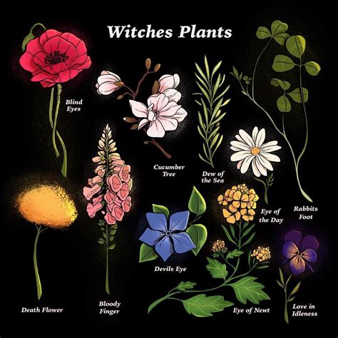 Lana 🌿🌿 On Instagram Witches Plants And Their Old World Names 🌿 Illo