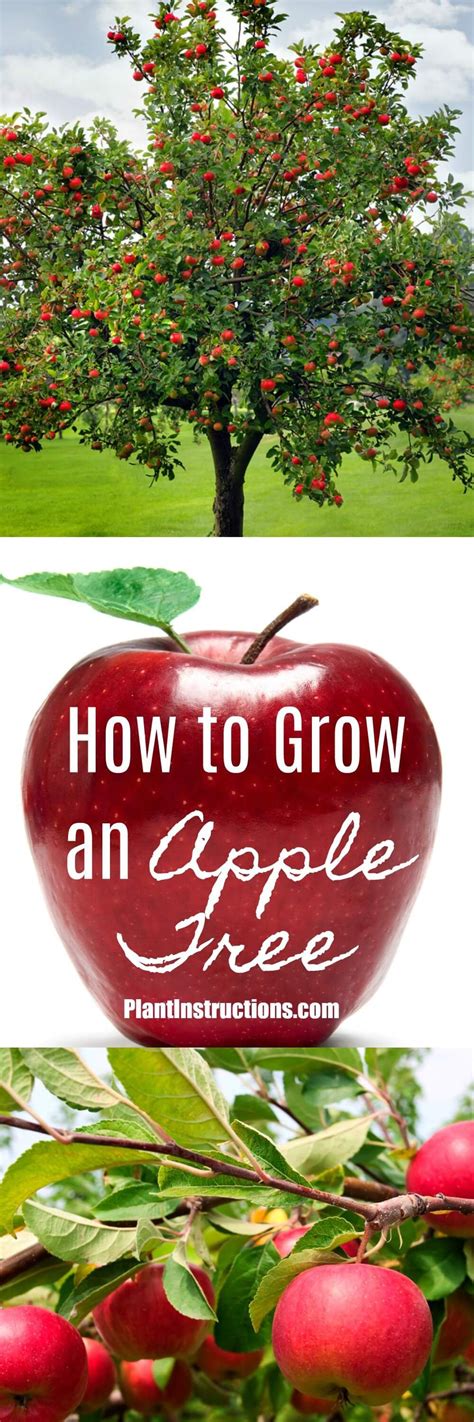 How To Grow An Apple Tree Growing Fruit Trees Apple Tree Care