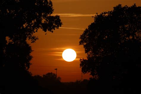 Forest at Sunset · Free Stock Photo