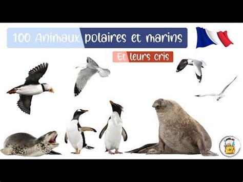 Animaux Polaires Et Marins En Fran Ais Les Cris Et Les Noms Des