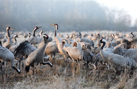 Séjour ornithologique au lac du Der autour des grues cendrées Haute