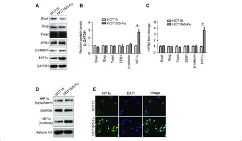 Hif1α Is Up Regulated In 5 Fu Resistant Crc Cells A C The Protein