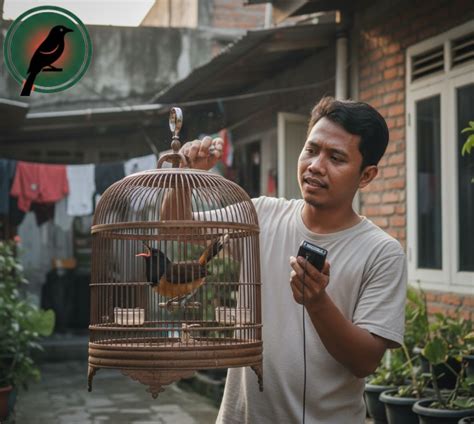 tipe karakteristik murai batu  perilaku khasnya murai master