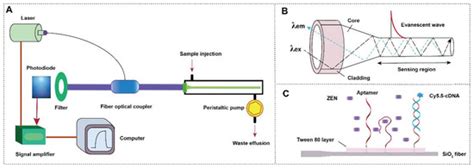 Biosensors Free Full Text Evanescent Wave Optical Fiber Aptasensor