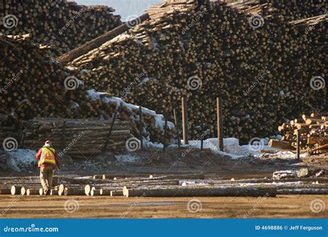 Marking Logs At The Mill Stock Photo Image Of Labor Paper