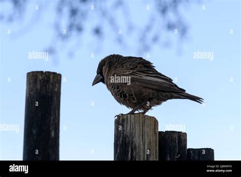 Sociable Weaver Bird Philetairus Socius On The Tree Stock Photo Alamy