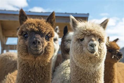 5 Different Types of Llamas (Plus Interesting Facts)