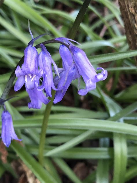 Bluebells Blue Flower Wild Flowers Free Photo On Pixabay Pixabay