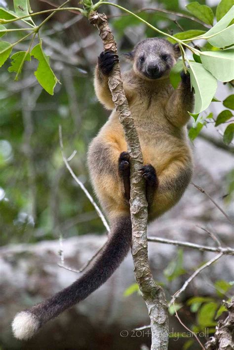 Lumholtzs Tree Kangaroo