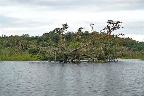 Trees in the Amazon Basin stock photo. Image of cuyabeno - 154226062